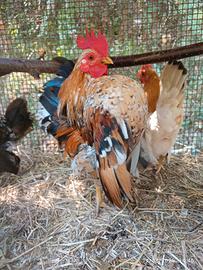 Serama Malesi -Selezionati-