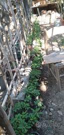 giardino fai da te