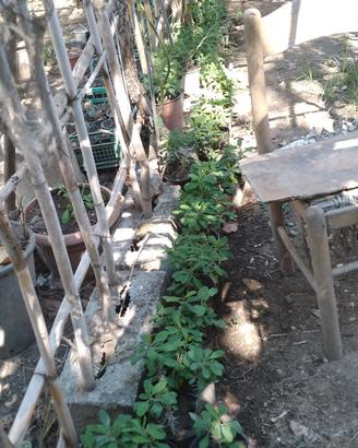 giardino fai da te