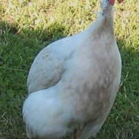 Faraone adulte varie colorazioni