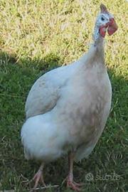 Faraone adulte varie colorazioni