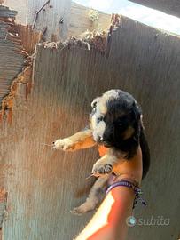 Cuccioli di pastore tedesco