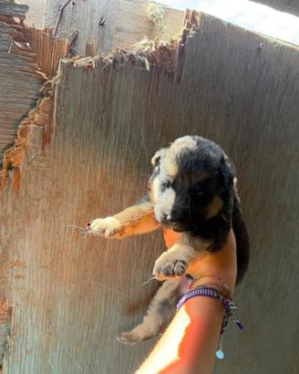 Cuccioli di pastore tedesco