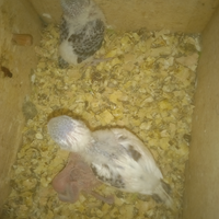 Pulli di pappagalli cocorita