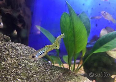 Pesci guppy, piccoli pesci di acqua dolce