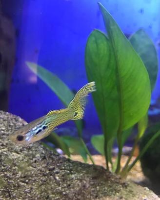 Pesci guppy, piccoli pesci di acqua dolce