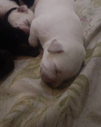 Labrador retriever