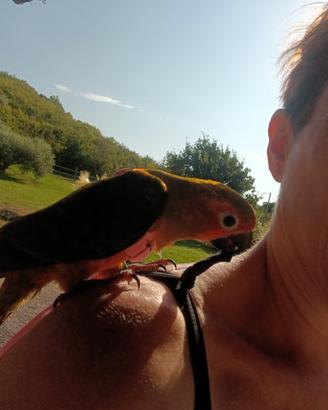 conuro del sole allevati a mano 