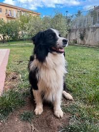 Border Collie per monta