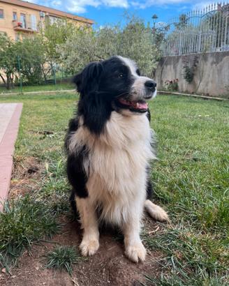 Border Collie per monta