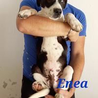 Sei cuccioli