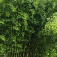 Bambù da siepe perimetrale, in vaso o in terra