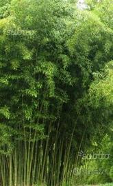 Bambù da siepe perimetrale, in vaso o in terra