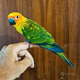 Pappagallo conuro del sole allevato a mano