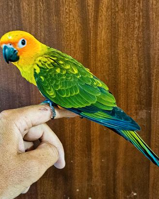 Pappagallo conuro del sole allevato a mano