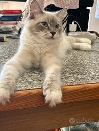 Cuccioli ragdoll 5 mesi