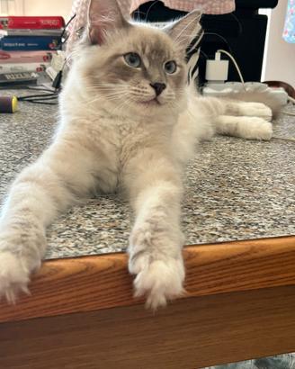 Cuccioli ragdoll 5 mesi