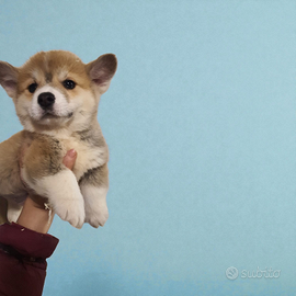 Welsh Corgi Pembroke