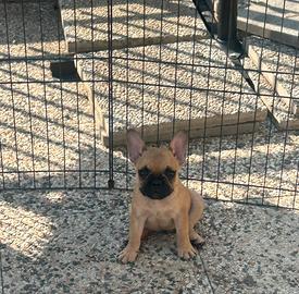 Cuccioli di bulldog francese pedigree enci