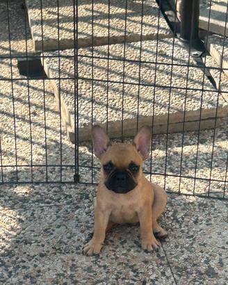 Cuccioli di bulldog francese pedigree enci