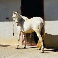 Cavalla Spagnola 9 anni