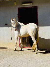 Cavalla Spagnola 9 anni