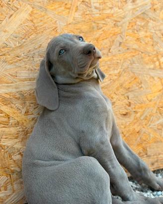 Cuccioli Weimaraner disponibili
