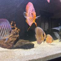Pesci discus