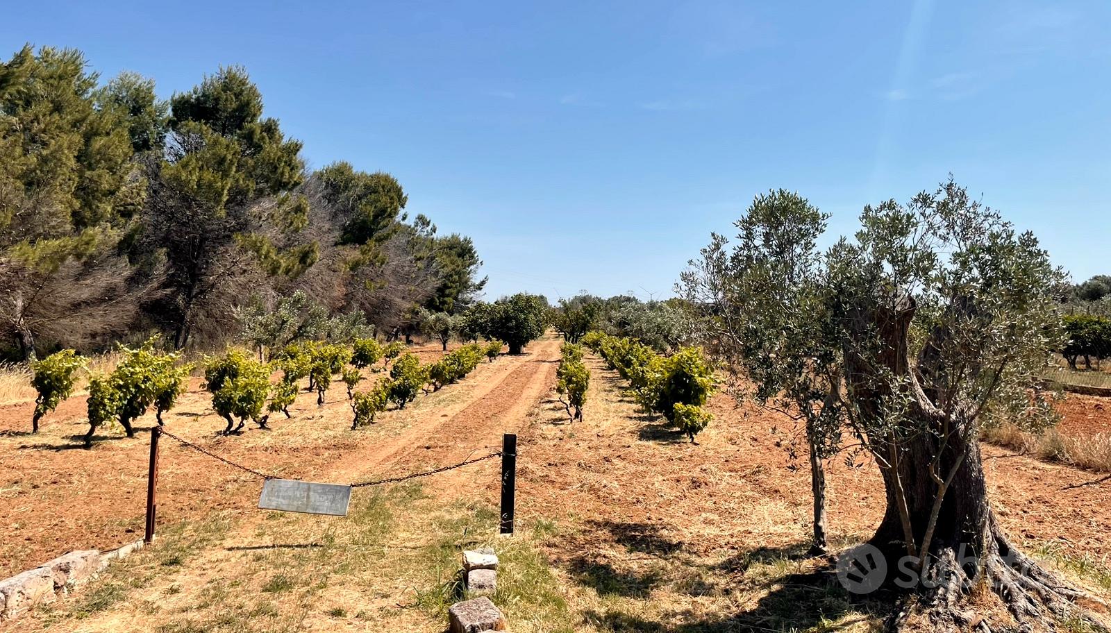 2 terreni agricoli per 1,4 ettari totali - Vista 3