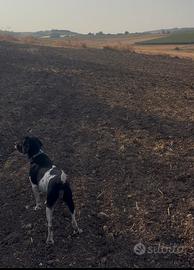 Cane caccia conigli 1 anno e mezzo