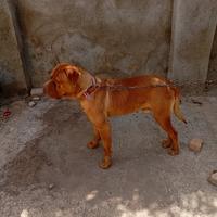 Dog de bordeaux