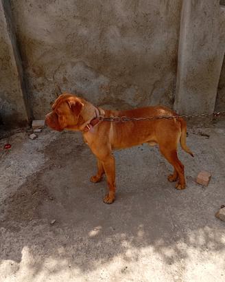 Dog de bordeaux