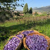 Bulbi di Zafferano certificati catergoria 1