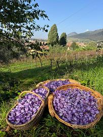 Bulbi di Zafferano certificati catergoria 1