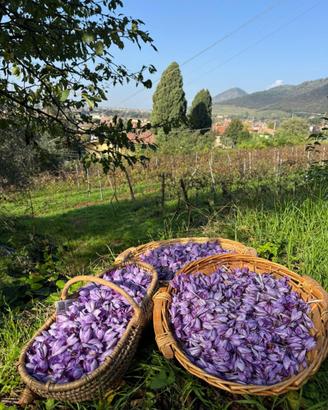 Bulbi di Zafferano certificati catergoria 1