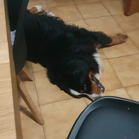 Bovaro del bernese disponibile per monta