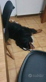 Bovaro del bernese disponibile per monta