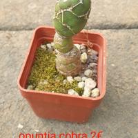 Opuntia cobra