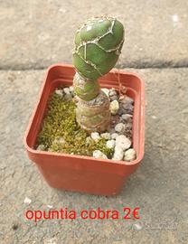 Opuntia cobra