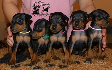 Pinscher nano