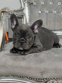 Bulldog francese