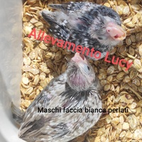 Calopsite allevate a mano