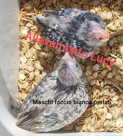 Calopsite allevate a mano