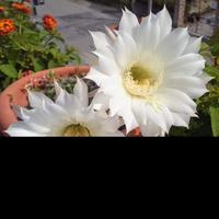 pianta grassa dal fiore bianco