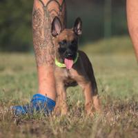 Cuccioli pastore belga malinois