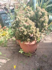 Piante grasse di varie dimensioni