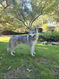 Husky Siberian