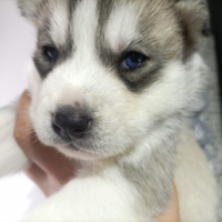 Siberian husky con pedigree