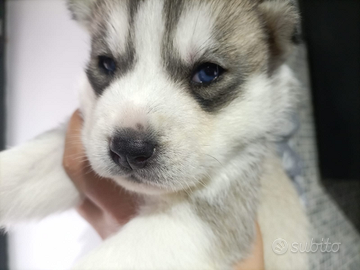 Siberian husky con pedigree