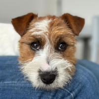 Maschio Jack Russell Terrier